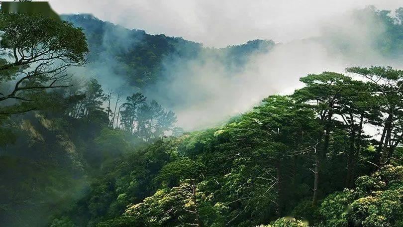 海蜇有什么作用?-领跑有问必答平台,解答您的困惑